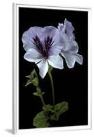 Pelargonium X Domesticum 'Mrs. G.H. Smith' (Regal Geranium)-Paul Starosta-Framed Premium Photographic Print