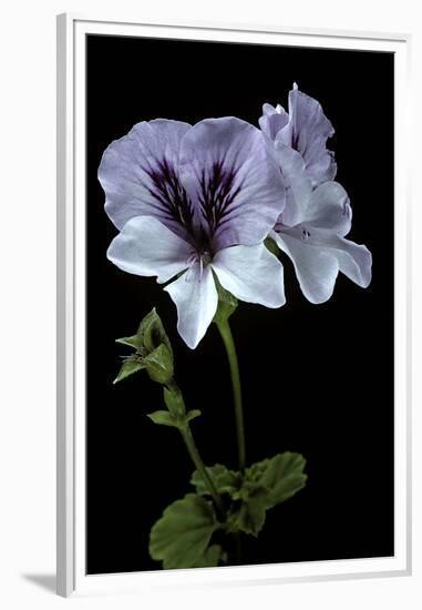 Pelargonium X Domesticum 'Mrs. G.H. Smith' (Regal Geranium)-Paul Starosta-Framed Premium Photographic Print