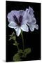 Pelargonium X Domesticum 'Mrs. G.H. Smith' (Regal Geranium)-Paul Starosta-Mounted Premium Photographic Print