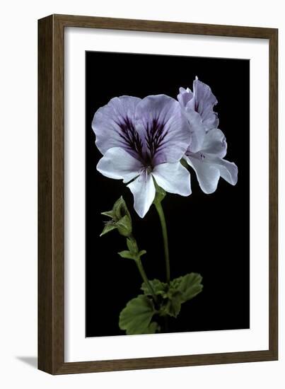 Pelargonium X Domesticum 'Mrs. G.H. Smith' (Regal Geranium)-Paul Starosta-Framed Photographic Print