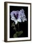 Pelargonium X Domesticum 'Mrs. G.H. Smith' (Regal Geranium)-Paul Starosta-Framed Photographic Print