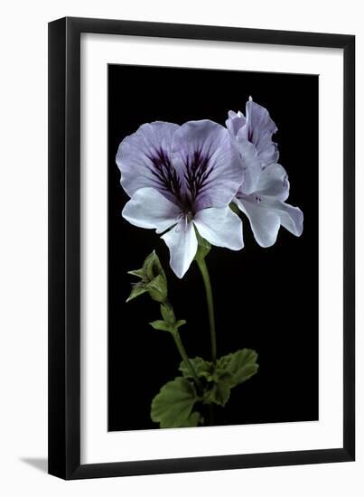 Pelargonium X Domesticum 'Mrs. G.H. Smith' (Regal Geranium)-Paul Starosta-Framed Photographic Print