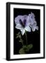 Pelargonium X Domesticum 'Mrs. G.H. Smith' (Regal Geranium)-Paul Starosta-Framed Photographic Print