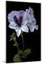 Pelargonium X Domesticum 'Mrs. G.H. Smith' (Regal Geranium)-Paul Starosta-Mounted Photographic Print