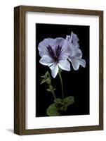 Pelargonium X Domesticum 'Mrs. G.H. Smith' (Regal Geranium)-Paul Starosta-Framed Photographic Print