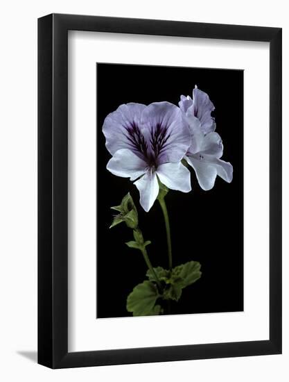 Pelargonium X Domesticum 'Mrs. G.H. Smith' (Regal Geranium)-Paul Starosta-Framed Photographic Print