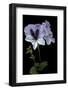 Pelargonium X Domesticum 'Mrs. G.H. Smith' (Regal Geranium)-Paul Starosta-Framed Photographic Print