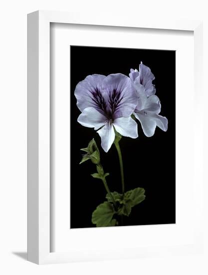 Pelargonium X Domesticum 'Mrs. G.H. Smith' (Regal Geranium)-Paul Starosta-Framed Photographic Print