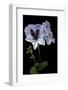 Pelargonium X Domesticum 'Mrs. G.H. Smith' (Regal Geranium)-Paul Starosta-Framed Photographic Print