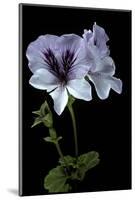 Pelargonium X Domesticum 'Mrs. G.H. Smith' (Regal Geranium)-Paul Starosta-Mounted Photographic Print