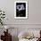 Pelargonium X Domesticum 'Mrs. G.H. Smith' (Regal Geranium)-Paul Starosta-Framed Photographic Print displayed on a wall