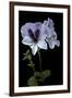 Pelargonium X Domesticum 'Mrs. G.H. Smith' (Regal Geranium)-Paul Starosta-Framed Photographic Print