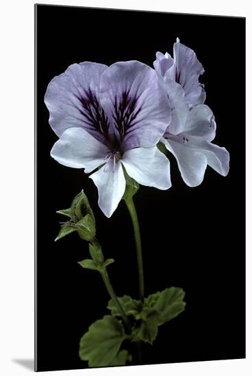 Pelargonium X Domesticum 'Mrs. G.H. Smith' (Regal Geranium)-Paul Starosta-Mounted Photographic Print