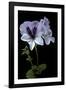 Pelargonium X Domesticum 'Mrs. G.H. Smith' (Regal Geranium)-Paul Starosta-Framed Photographic Print