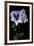 Pelargonium X Domesticum 'Mrs. G.H. Smith' (Regal Geranium)-Paul Starosta-Framed Photographic Print