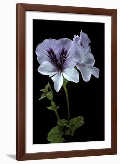 Pelargonium X Domesticum 'Mrs. G.H. Smith' (Regal Geranium)-Paul Starosta-Framed Photographic Print