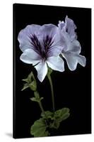 Pelargonium X Domesticum 'Mrs. G.H. Smith' (Regal Geranium)-Paul Starosta-Stretched Canvas
