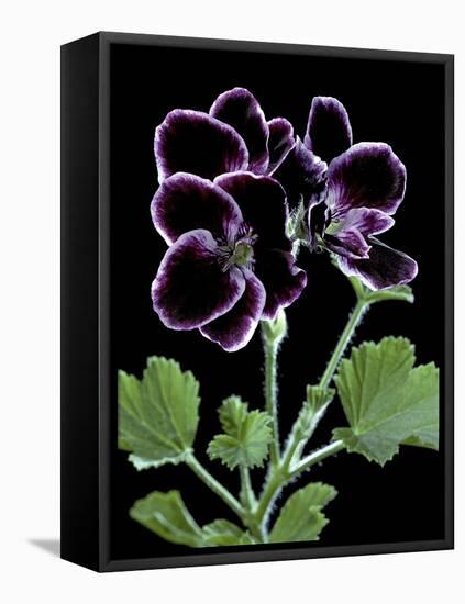 Pelargonium X Domesticum 'Sancho Pansa' (Regal Geranium)-Paul Starosta-Framed Stretched Canvas