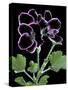 Pelargonium X Domesticum 'Sancho Pansa' (Regal Geranium)-Paul Starosta-Stretched Canvas
