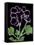 Pelargonium X Domesticum 'Sancho Pansa' (Regal Geranium)-Paul Starosta-Framed Stretched Canvas