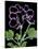 Pelargonium X Domesticum 'Sancho Pansa' (Regal Geranium)-Paul Starosta-Stretched Canvas