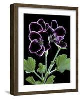 Pelargonium X Domesticum 'Sancho Pansa' (Regal Geranium)-Paul Starosta-Framed Photographic Print