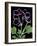 Pelargonium X Domesticum 'Sancho Pansa' (Regal Geranium)-Paul Starosta-Framed Photographic Print