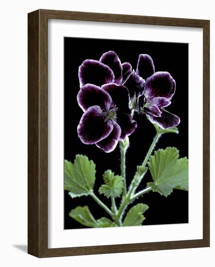 Pelargonium X Domesticum 'Sancho Pansa' (Regal Geranium)-Paul Starosta-Framed Photographic Print