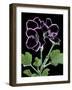 Pelargonium X Domesticum 'Sancho Pansa' (Regal Geranium)-Paul Starosta-Framed Photographic Print