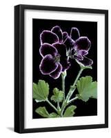 Pelargonium X Domesticum 'Sancho Pansa' (Regal Geranium)-Paul Starosta-Framed Photographic Print