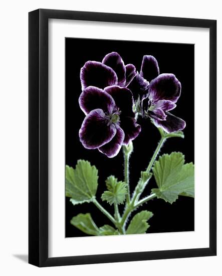 Pelargonium X Domesticum 'Sancho Pansa' (Regal Geranium)-Paul Starosta-Framed Photographic Print