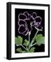 Pelargonium X Domesticum 'Sancho Pansa' (Regal Geranium)-Paul Starosta-Framed Photographic Print