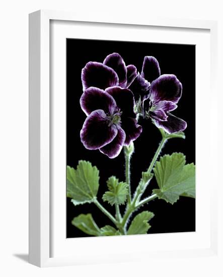 Pelargonium X Domesticum 'Sancho Pansa' (Regal Geranium)-Paul Starosta-Framed Photographic Print