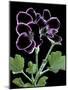 Pelargonium X Domesticum 'Sancho Pansa' (Regal Geranium)-Paul Starosta-Mounted Photographic Print