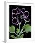 Pelargonium X Domesticum 'Sancho Pansa' (Regal Geranium)-Paul Starosta-Framed Photographic Print