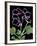 Pelargonium X Domesticum 'Sancho Pansa' (Regal Geranium)-Paul Starosta-Framed Photographic Print