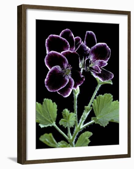 Pelargonium X Domesticum 'Sancho Pansa' (Regal Geranium)-Paul Starosta-Framed Photographic Print