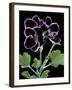 Pelargonium X Domesticum 'Sancho Pansa' (Regal Geranium)-Paul Starosta-Framed Photographic Print
