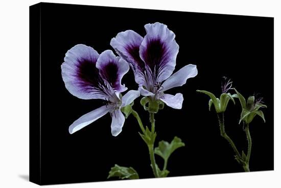 Pelargonium X Domesticum 'Spring Park' (Regal Geranium)-Paul Starosta-Stretched Canvas