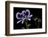 Pelargonium X Domesticum 'Spring Park' (Regal Geranium)-Paul Starosta-Framed Photographic Print