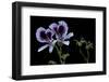 Pelargonium X Domesticum 'Spring Park' (Regal Geranium)-Paul Starosta-Framed Photographic Print