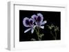 Pelargonium X Domesticum 'Spring Park' (Regal Geranium)-Paul Starosta-Framed Photographic Print