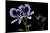 Pelargonium X Domesticum 'Spring Park' (Regal Geranium)-Paul Starosta-Mounted Photographic Print