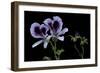 Pelargonium X Domesticum 'Spring Park' (Regal Geranium)-Paul Starosta-Framed Photographic Print