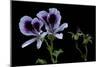 Pelargonium X Domesticum 'Spring Park' (Regal Geranium)-Paul Starosta-Mounted Photographic Print