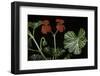 Pelargonium X Hederaefolium 'Christian' (Ivy-Leaf Geranium)-Paul Starosta-Framed Photographic Print