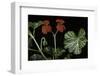 Pelargonium X Hederaefolium 'Christian' (Ivy-Leaf Geranium)-Paul Starosta-Framed Photographic Print