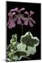 Pelargonium X Hederaefolium 'Duc D'anjou' (Ivy-Leaf Geranium)-Paul Starosta-Mounted Photographic Print