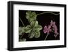 Pelargonium X Hederaefolium 'Genevieve' (Ivy-Leaf Geranium)-Paul Starosta-Framed Photographic Print