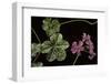 Pelargonium X Hederaefolium 'Genevieve' (Ivy-Leaf Geranium)-Paul Starosta-Framed Photographic Print